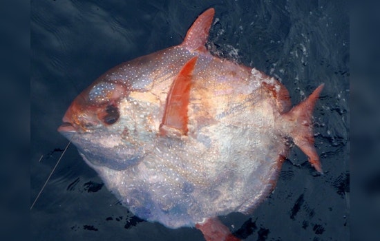 Anglers Reel in Seldom-Seen Opah Fish off Fort Lauderdale Coast, Stirring Marine Curiosity