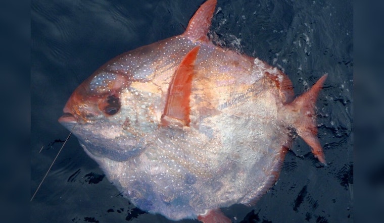 Anglers Reel in Seldom-Seen Opah Fish off Fort Lauderdale Coast, Stirring Marine Curiosity