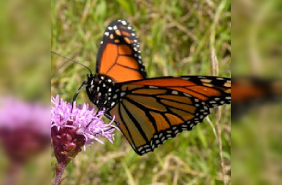 Anoka County Joins Nationwide Effort to Save Monarch Butterflies Amid Endangered Species Act Considerations