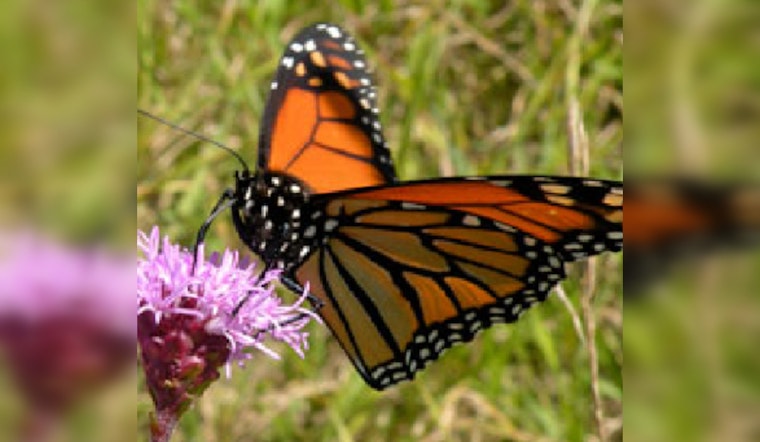 Anoka County Joins Nationwide Effort to Save Monarch Butterflies Amid Endangered Species Act Considerations