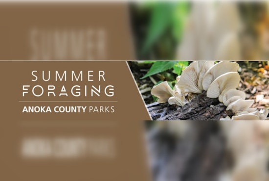 Anoka County Parks Invites Residents to Explore Nature with Summer Foraging Session and July Activity Line-Up