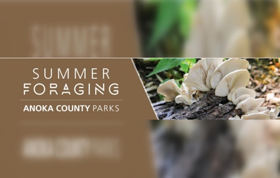 Anoka County Parks Invites Residents to Explore Nature with Summer Foraging Session and July Activity Line-Up