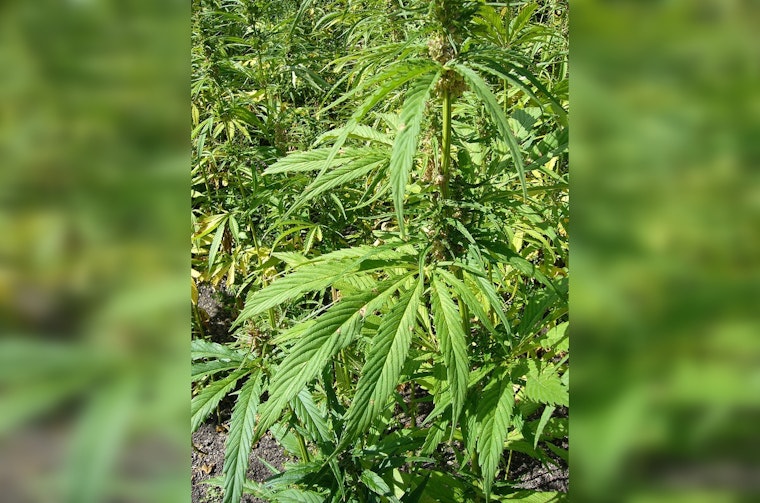 Apple Valley Couple Arrested in Major Illegal Marijuana Operation, San Bernardino County Detectives Seize Over 10,000 Plants