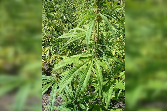 Apple Valley Couple Arrested in Major Illegal Marijuana Operation, San Bernardino County Detectives Seize Over 10,000 Plants