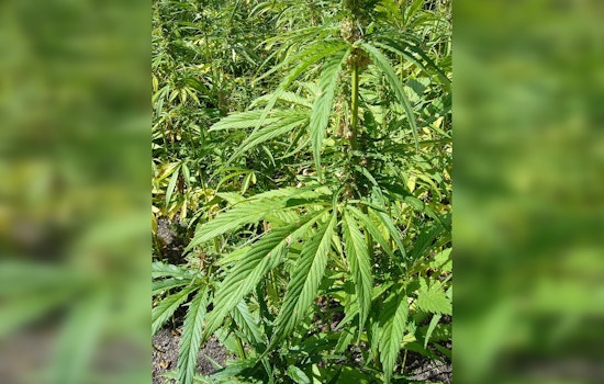 Apple Valley Couple Arrested in Major Illegal Marijuana Operation, San Bernardino County Detectives Seize Over 10,000 Plants