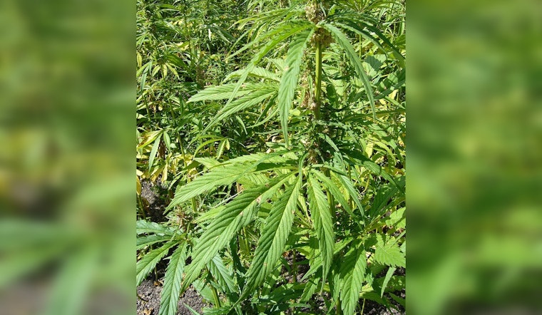Apple Valley Couple Arrested in Major Illegal Marijuana Operation, San Bernardino County Detectives Seize Over 10,000 Plants