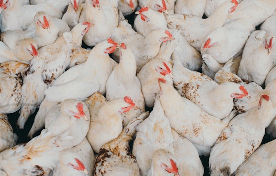 Arizona Egg Titan Hickman's Loses 95% of Chickens to Bird Flu Scourge