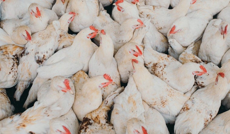 Arizona Egg Titan Hickman's Loses 95% of Chickens to Bird Flu Scourge