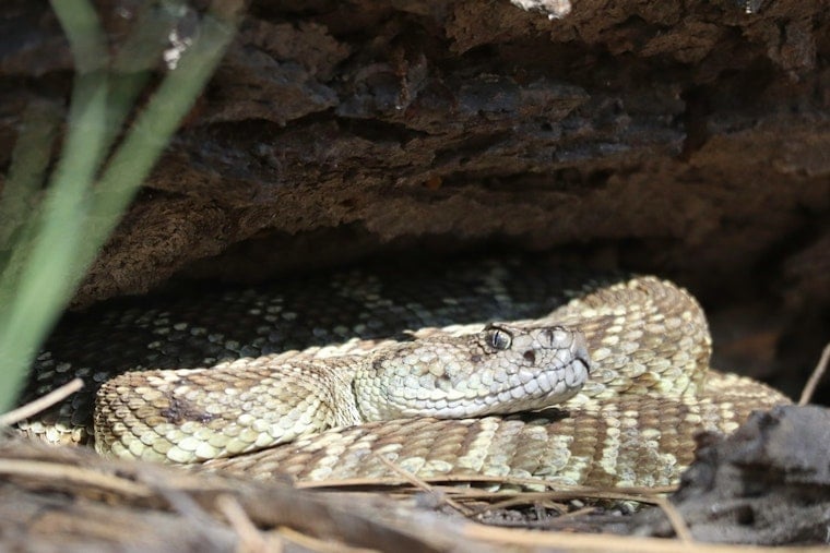 Arizona Pet Owners on Alert, Rise in Rattlesnake Bites Prompts Urgent Safety Measures