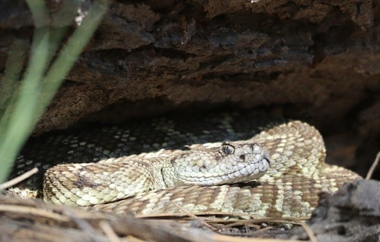 Arizona Pet Owners on Alert, Rise in Rattlesnake Bites Prompts Urgent Safety Measures