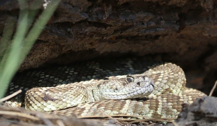 Arizona Pet Owners on Alert, Rise in Rattlesnake Bites Prompts Urgent Safety Measures