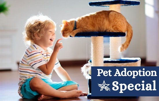Arlington Animal Services Slashes Adoption Fees Amid Overcrowding, Urges Public to Help