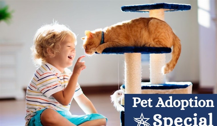 Arlington Animal Services Slashes Adoption Fees Amid Overcrowding, Urges Public to Help