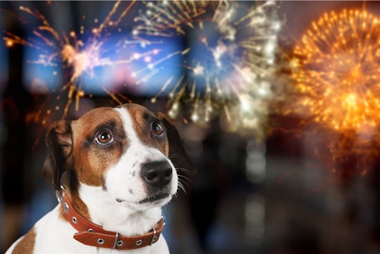 Arlington Animal Services Urges Pet Safety During Independence Day Festivities Amid Higher Risk of Runaways