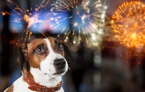 Arlington Animal Services Urges Pet Safety During Independence Day Festivities Amid Higher Risk of Runaways