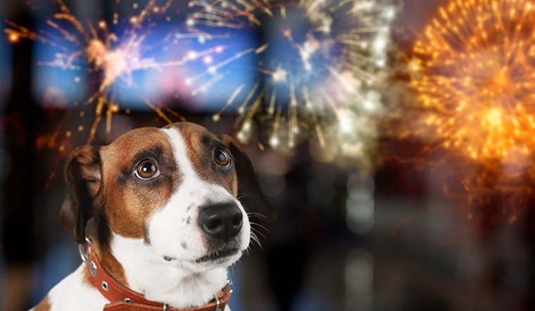 Arlington Animal Services Urges Pet Safety During Independence Day Festivities Amid Higher Risk of Runaways