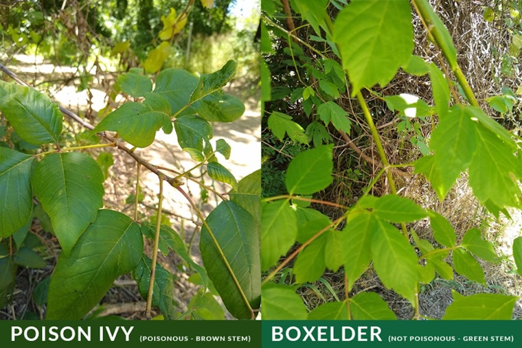 Arlington Parks & Recreation Offers Tips to Avoid Poison Ivy and Oak on Summer Trails