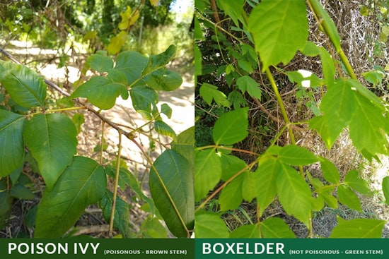 Arlington Parks & Recreation Offers Tips to Avoid Poison Ivy and Oak on Summer Trails
