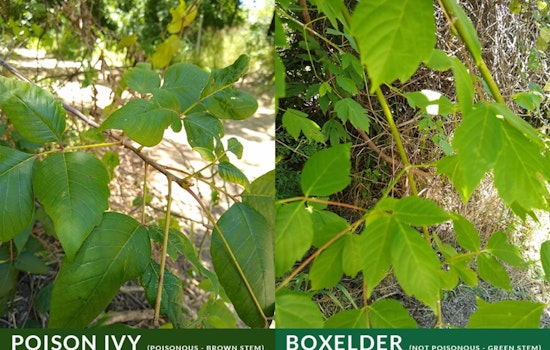 Arlington Parks & Recreation Offers Tips to Avoid Poison Ivy and Oak on Summer Trails