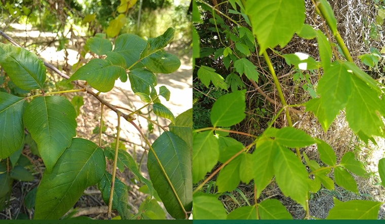 Arlington Parks & Recreation Offers Tips to Avoid Poison Ivy and Oak on Summer Trails