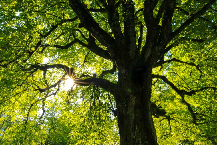 Atlanta City Council Approves Major Update to Tree Protection Ordinance Balancing Ecology with Housing Needs