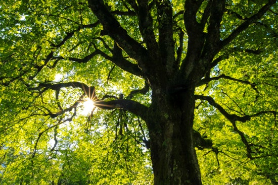 Atlanta City Council Approves Major Update to Tree Protection Ordinance Balancing Ecology with Housing Needs