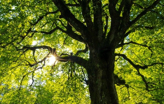 Atlanta City Council Approves Major Update to Tree Protection Ordinance Balancing Ecology with Housing Needs