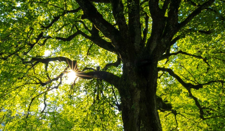 Atlanta City Council Approves Major Update to Tree Protection Ordinance Balancing Ecology with Housing Needs