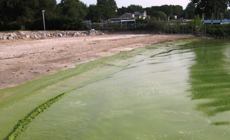 Austin Advances to Final Phase in Battle Against Lady Bird Lake Algae