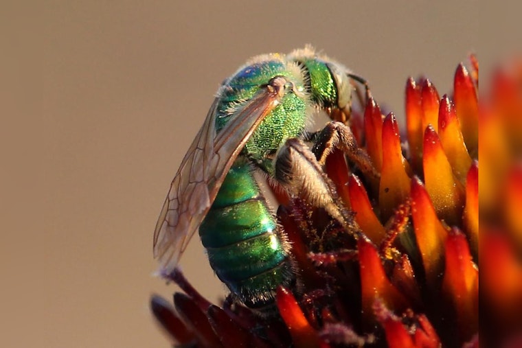 Austin Buzzes with Excitement for Pollinator Week, Mayor Watson Leads with Proclamation and Conservation Efforts
