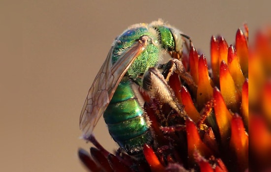 Austin Buzzes with Excitement for Pollinator Week, Mayor Watson Leads with Proclamation and Conservation Efforts
