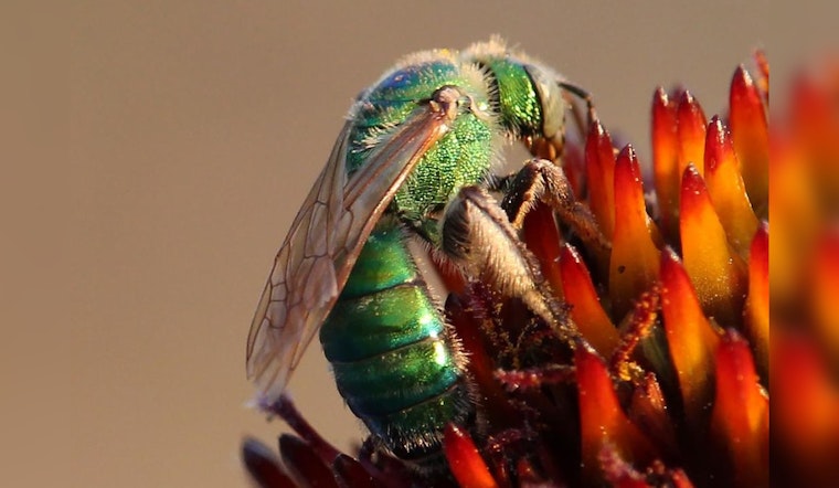 Austin Buzzes with Excitement for Pollinator Week, Mayor Watson Leads with Proclamation and Conservation Efforts