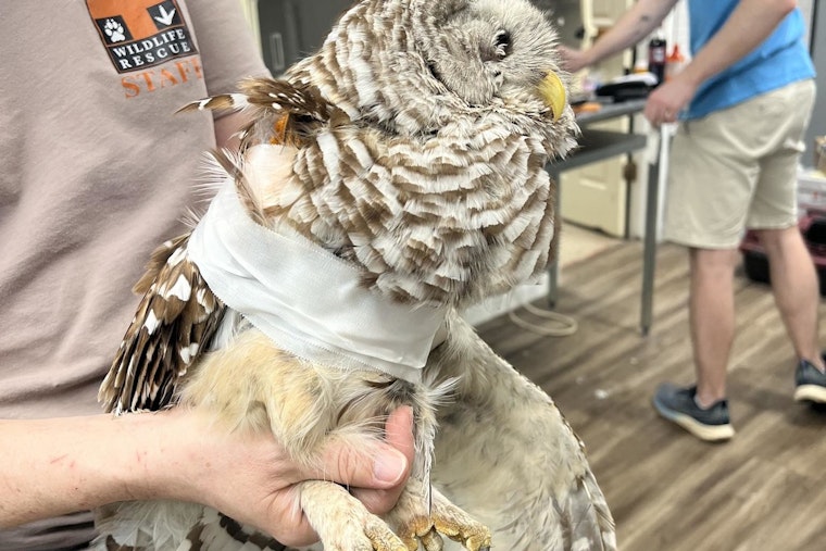 Austin Wildlife Rescue Cares for Record 160 Animals in One Day Following Destructive Central Texas Storm
