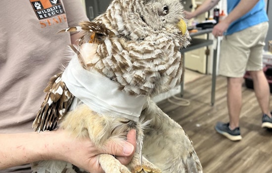 Austin Wildlife Rescue Cares for Record 160 Animals in One Day Following Destructive Central Texas Storm