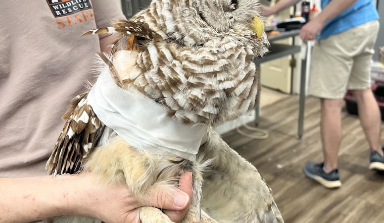 Austin Wildlife Rescue Cares for Record 160 Animals in One Day Following Destructive Central Texas Storm