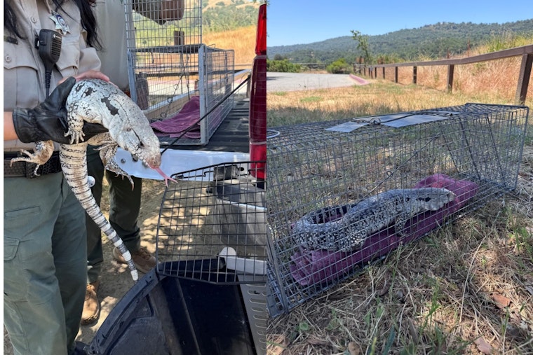 Bay Area's Roaming Argentine Tegu Lizard Captured Safely at San Jose's Joseph D. Grant County Park