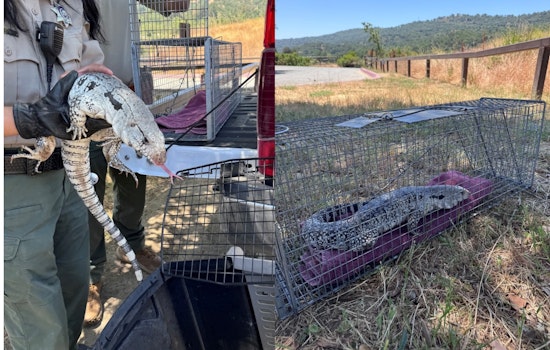 Bay Area's Roaming Argentine Tegu Lizard Captured Safely at San Jose's Joseph D. Grant County Park