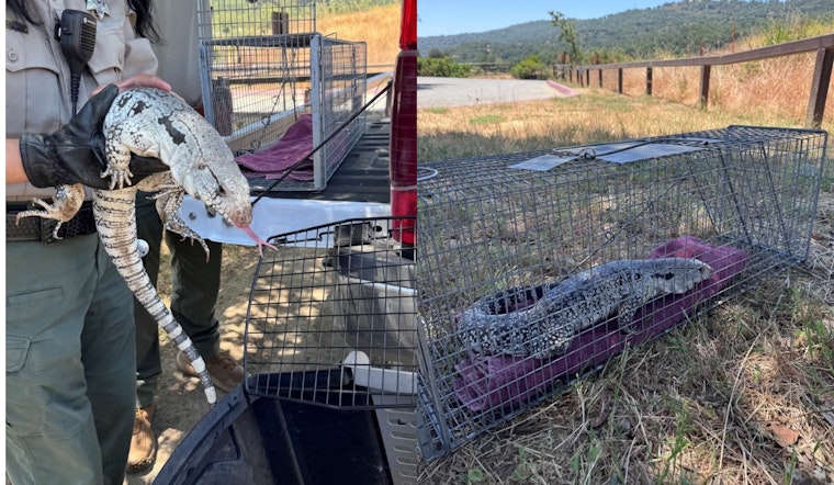 Bay Area's Roaming Argentine Tegu Lizard Captured Safely at San Jose's Joseph D. Grant County Park