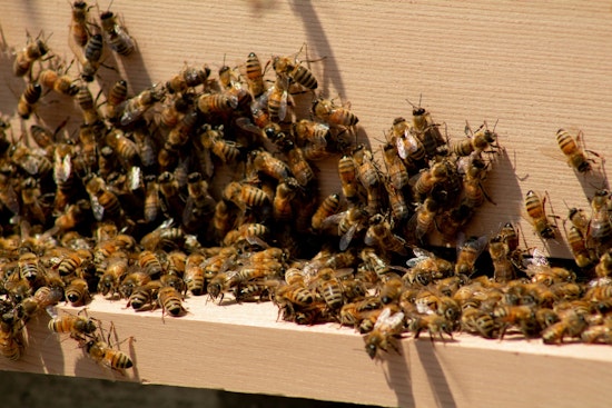 Bee Swarm Takes Over Times Square, NYPD Promptly Responds to Buzzing Spectacle