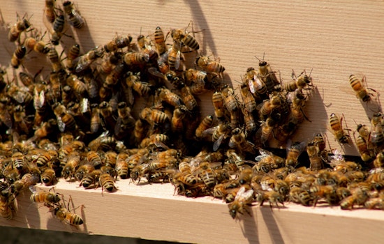 Bee Swarm Takes Over Times Square, NYPD Promptly Responds to Buzzing Spectacle