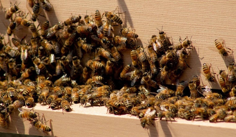 Bee Swarm Takes Over Times Square, NYPD Promptly Responds to Buzzing Spectacle