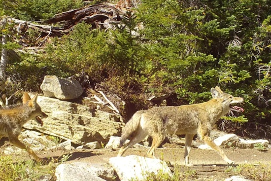 Bellevue Student Escapes Coyote Encounter Unharmed as WDFW Increases Patrols in Clyde Hill Area