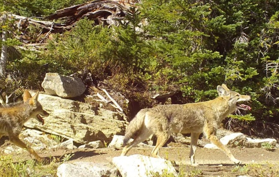 Bellevue Student Escapes Coyote Encounter Unharmed as WDFW Increases Patrols in Clyde Hill Area