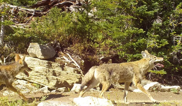 Bellevue Student Escapes Coyote Encounter Unharmed as WDFW Increases Patrols in Clyde Hill Area