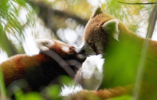 Binder Park Zoo in Battle Creek Celebrates the Arrival of a Red Panda Cub