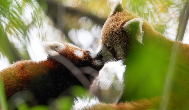 Binder Park Zoo in Battle Creek Celebrates the Arrival of a Red Panda Cub