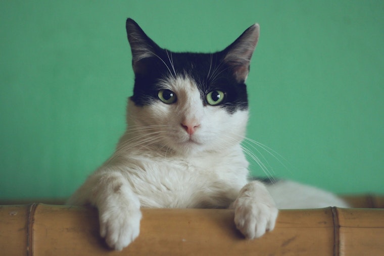 Blaine Residents Invited to Public Hearing on Proposed Cat Adoption Center at City Hall on July 8