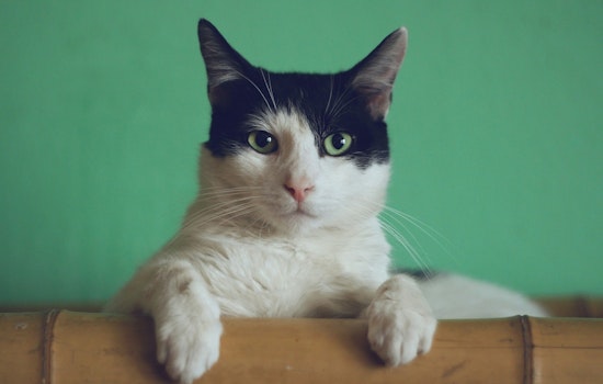 Blaine Residents Invited to Public Hearing on Proposed Cat Adoption Center at City Hall on July 8