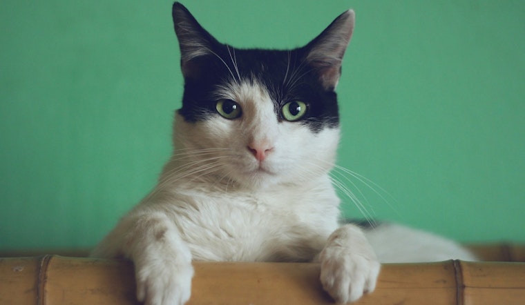 Blaine Residents Invited to Public Hearing on Proposed Cat Adoption Center at City Hall on July 8