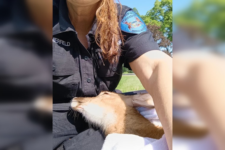 Bloomfield Township Animal Control Officer Dives into Action to Rescue Drowning Fawn in Oakland County